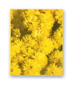 8.5x11 Yellow Wafer Paper Edible Print